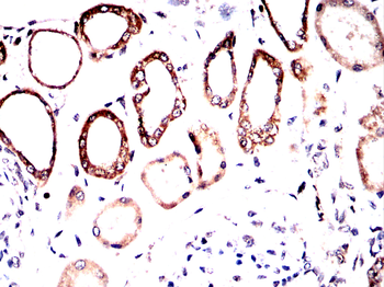 MT-CO1 Antibody