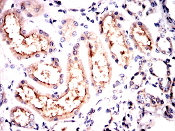 KDM1A Antibody