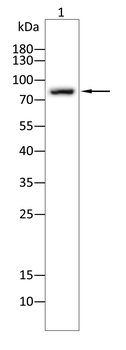 KDM1A Antibody