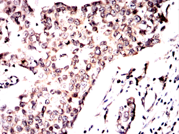 CASP7 Antibody