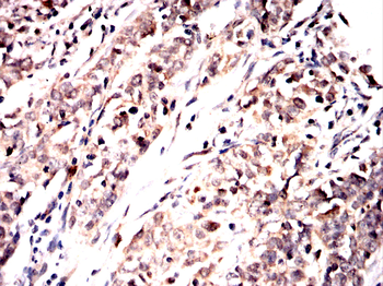CASP7 Antibody