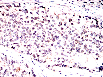 CASP7 Antibody