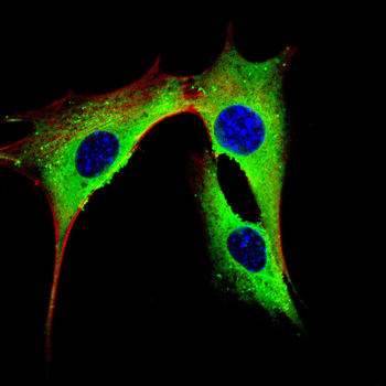 CASP7 Antibody