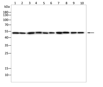 GLRA1 Antibody