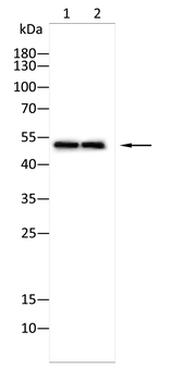GLRA1 Antibody