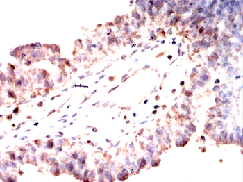 GLRA1 Antibody