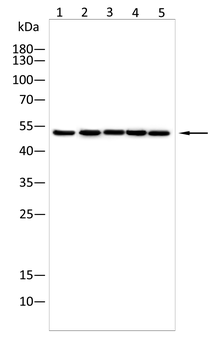 GLRA1 Antibody
