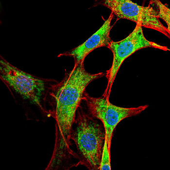 MTAP Antibody