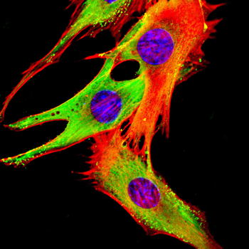 MTAP Antibody