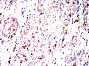 MTAP Antibody