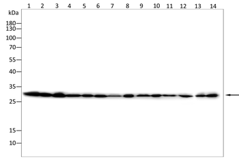 MTAP Antibody