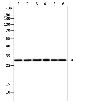 MTAP Antibody