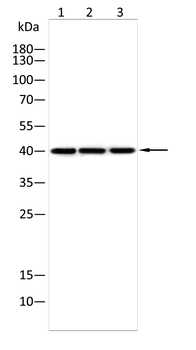VASP Antibody