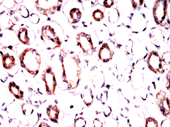 RNF2 Antibody