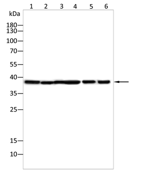 RNF2 Antibody