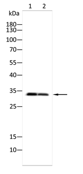 CCND2 Antibody