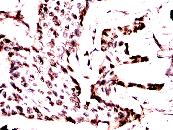 CCND2 Antibody