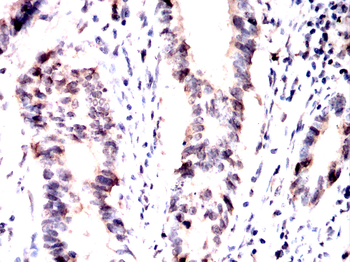 CCND2 Antibody