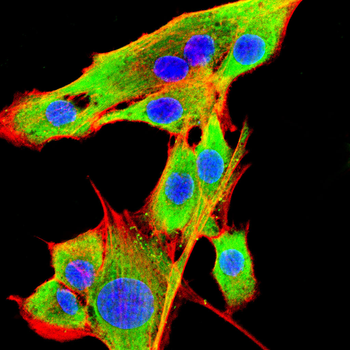 H2BC11 Antibody