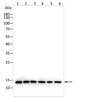 H2BC11 Antibody