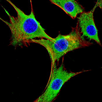H2BC11 Antibody