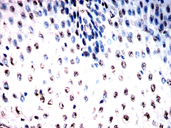H2BC11 Antibody