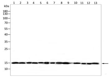 H2BC11 Antibody