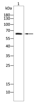 TBX21 Antibody