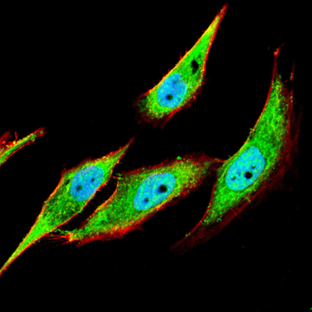 ADIPOQ Antibody