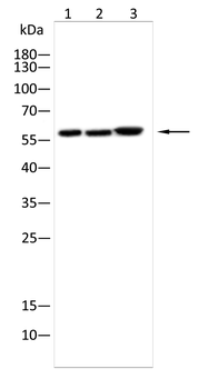 CASP10 Antibody