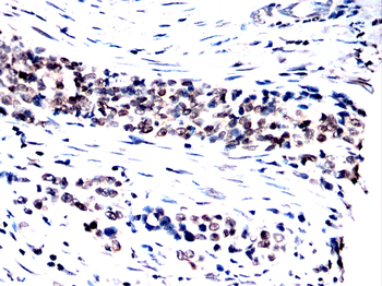 CASP10 Antibody