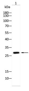 HOXB9 Antibody