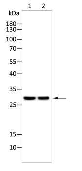 HOXB9 Antibody
