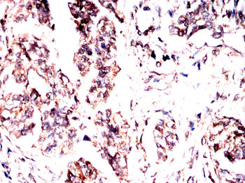 DDB1 Antibody