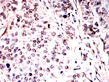 DDB1 Antibody