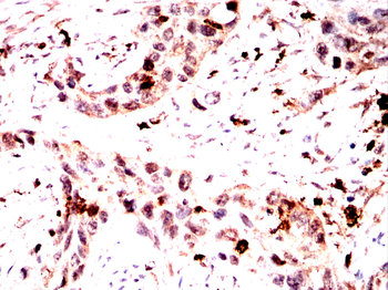 DDB1 Antibody