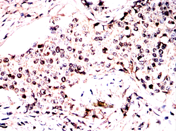 DDB1 Antibody