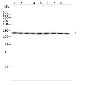 DDB1 Antibody