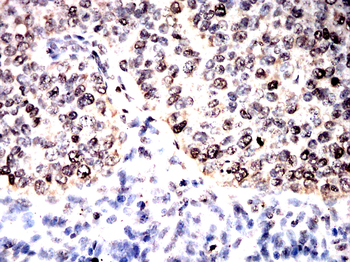 HSP90AA1 Antibody