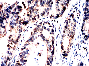 HSP90AA1 Antibody