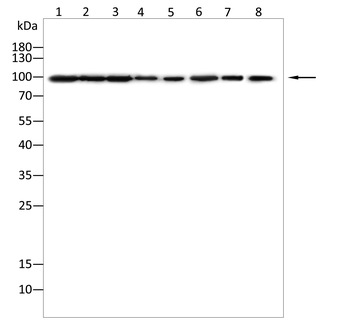 HSP90AA1 Antibody