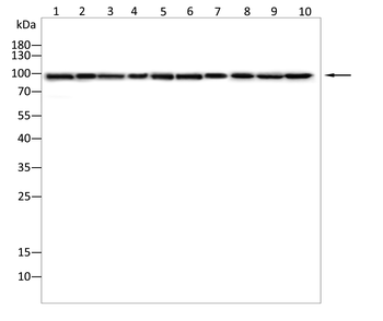 HSP90AA1 Antibody