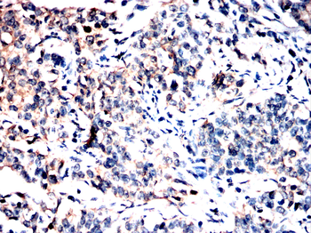 HSP90AA1 Antibody