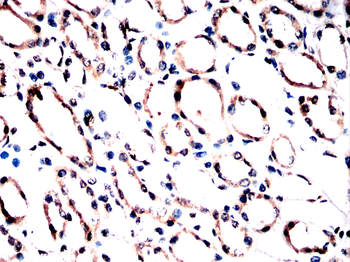 HSP90AA1 Antibody