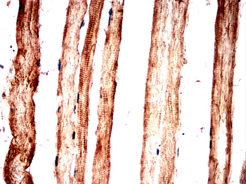 HSP90AA1 Antibody