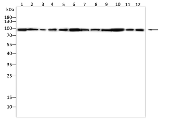 HSP90AA1 Antibody