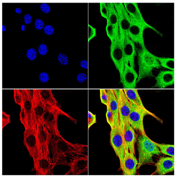 BAX Antibody