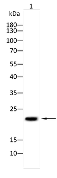 BAX Antibody