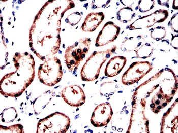 XBP1 Antibody