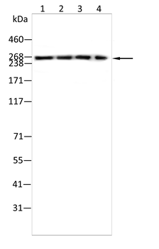 ACC1 Rabbit Polyclonal Antibody